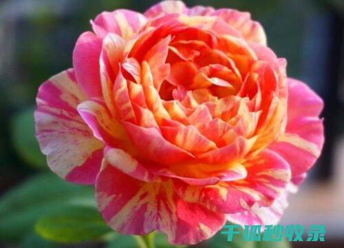应季花卉养护：秋季花卉种植与养护指南 (应季花卉养护培训内容)