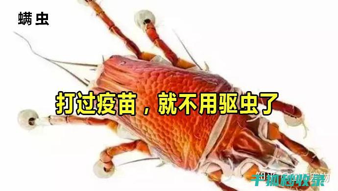 宠物周期建议