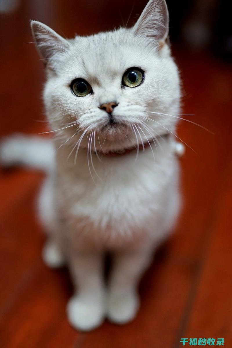 猫咪应激反应：如何通过增加户外活动时间分散注意力 (猫咪应激反应怎么缓解)
