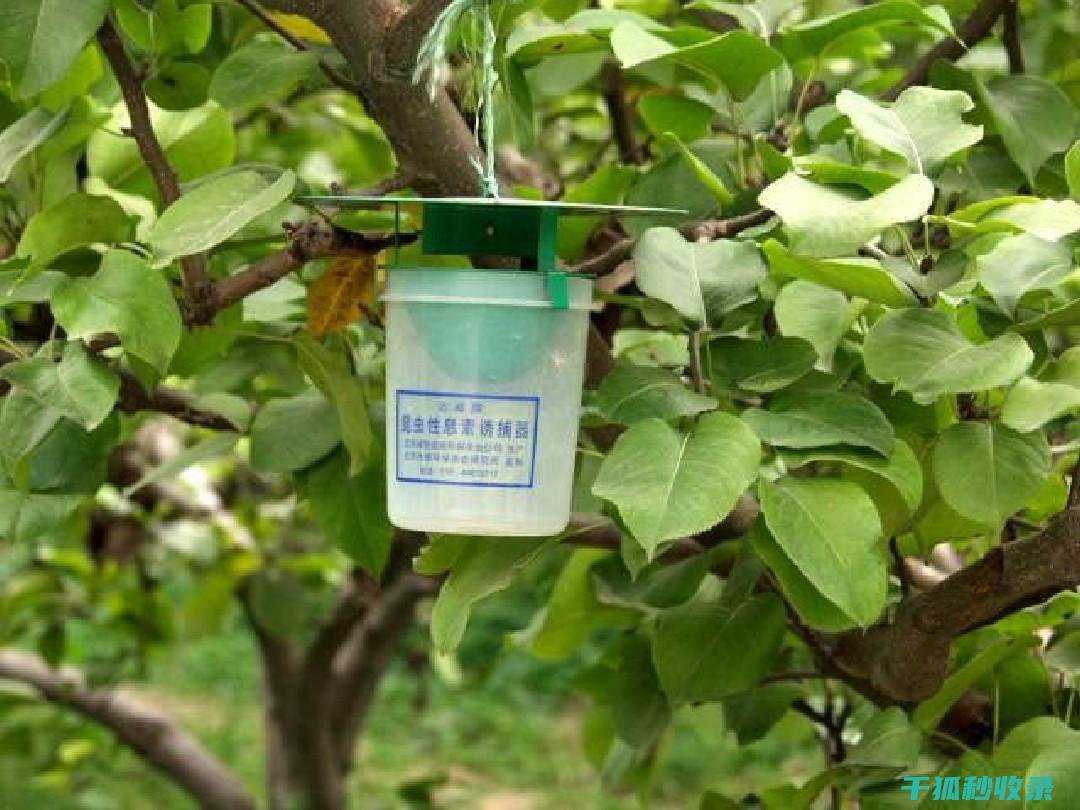 植物病虫害防治：如何通过合理的栽培方式降低病虫害风险 (植物病虫害防治考试题及答案)