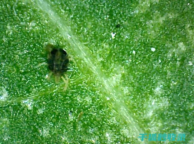 植物病虫害防治：如何通过合理的环保防治系统降低病虫害风险 (植物病虫害防治考试题及答案)