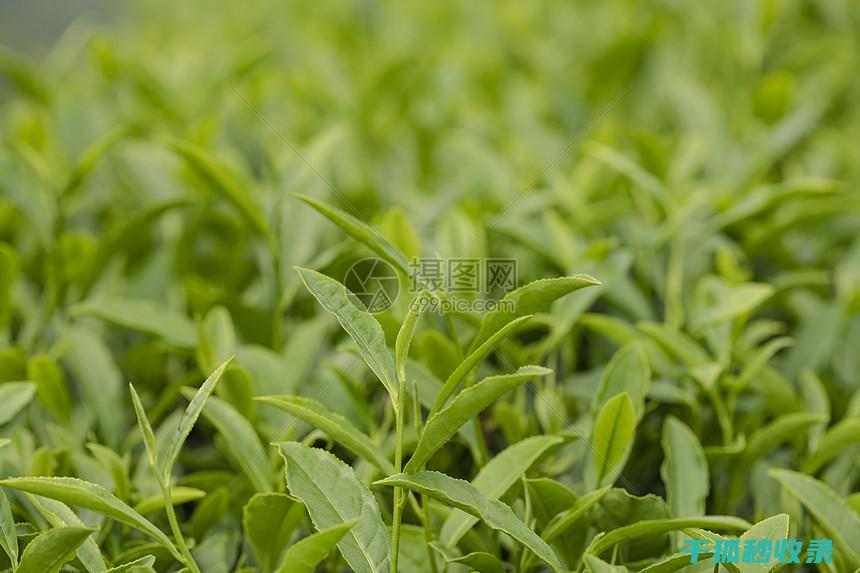 茶叶保存秘籍